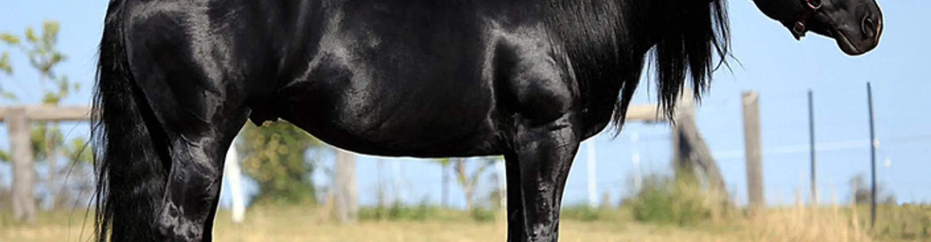 Crownk Quarter Horse Stud