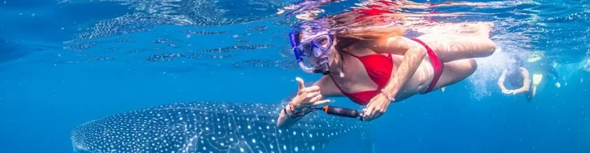 Whale Shark Tour