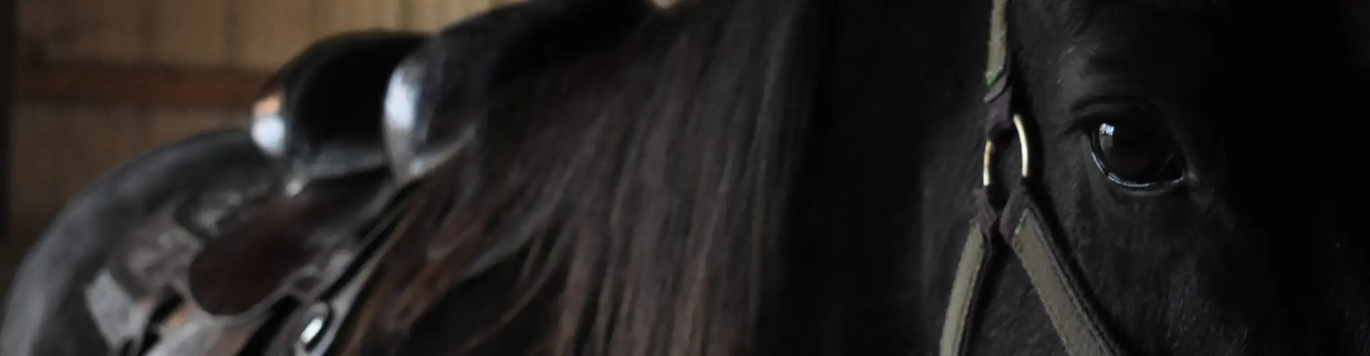 Randonnée à Cheval - Cheval Rit