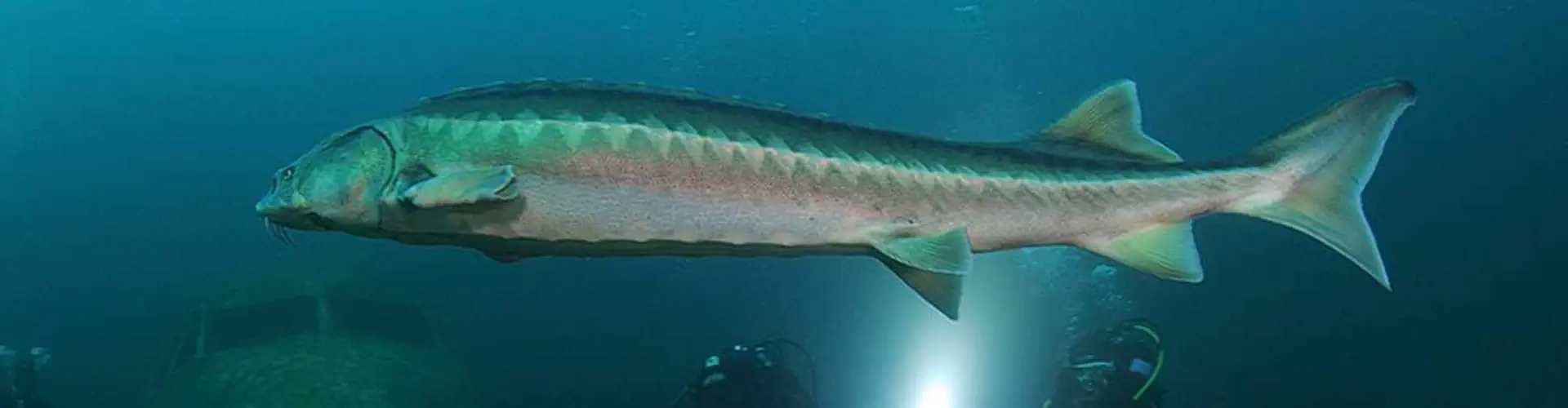 Capernwray Diving Centre