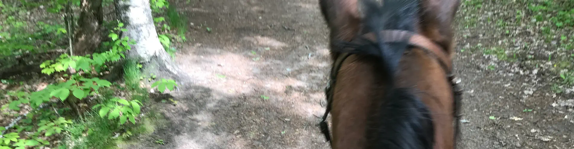 Tranquil Woods Trail Rides Inc.