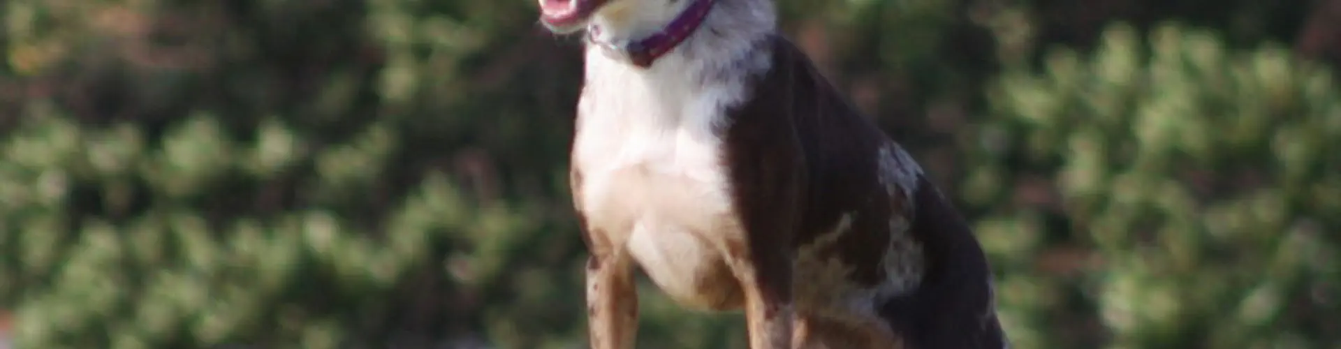MOORABBIN OBEDIENCE DOG CLUB
