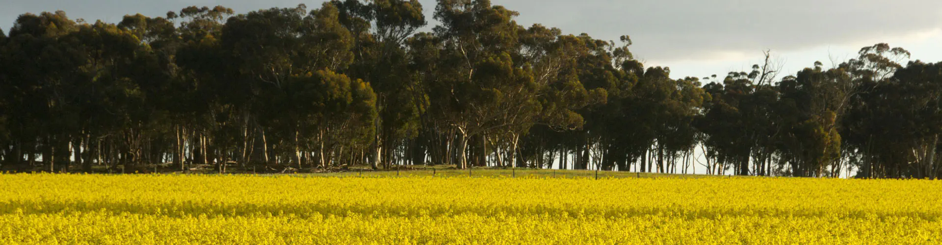 Tournoi de Football Amateur