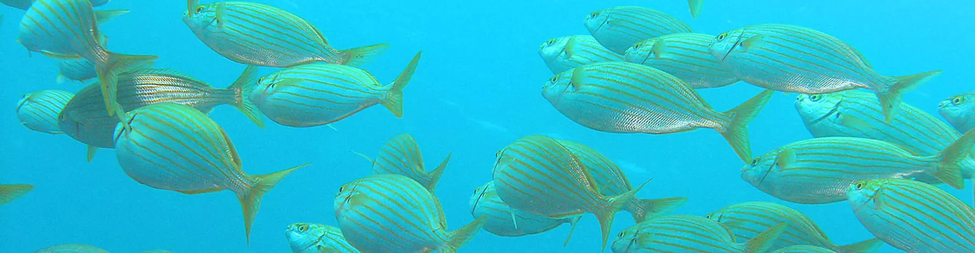Cip Collioure - Diving