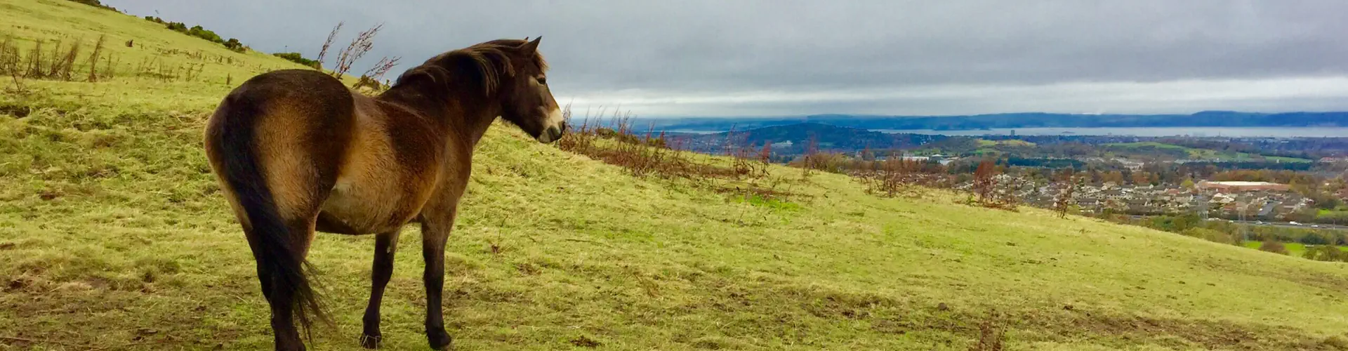 Edinburgh University Exmoor Pony Trekking
