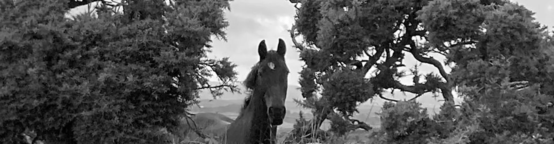 Prospect Farm Livery