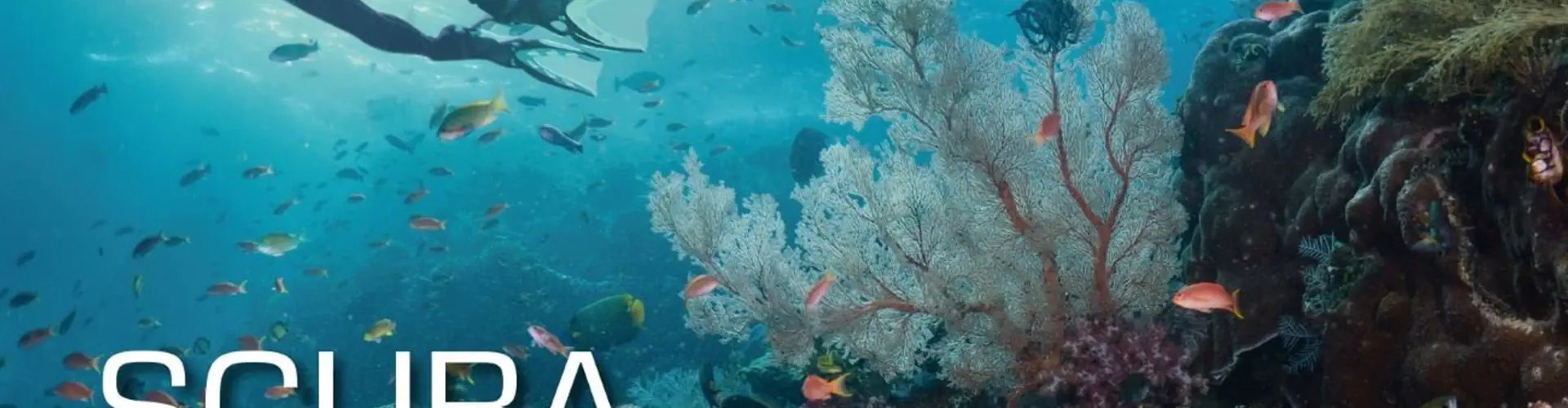 SSI Scuba Diver Certification