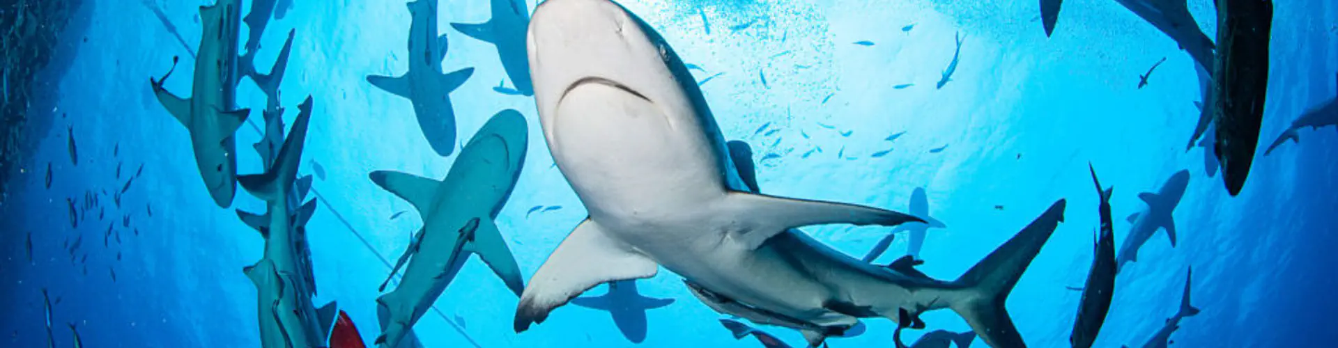 Swimming with Minke Whales on the Great Barrier Reef