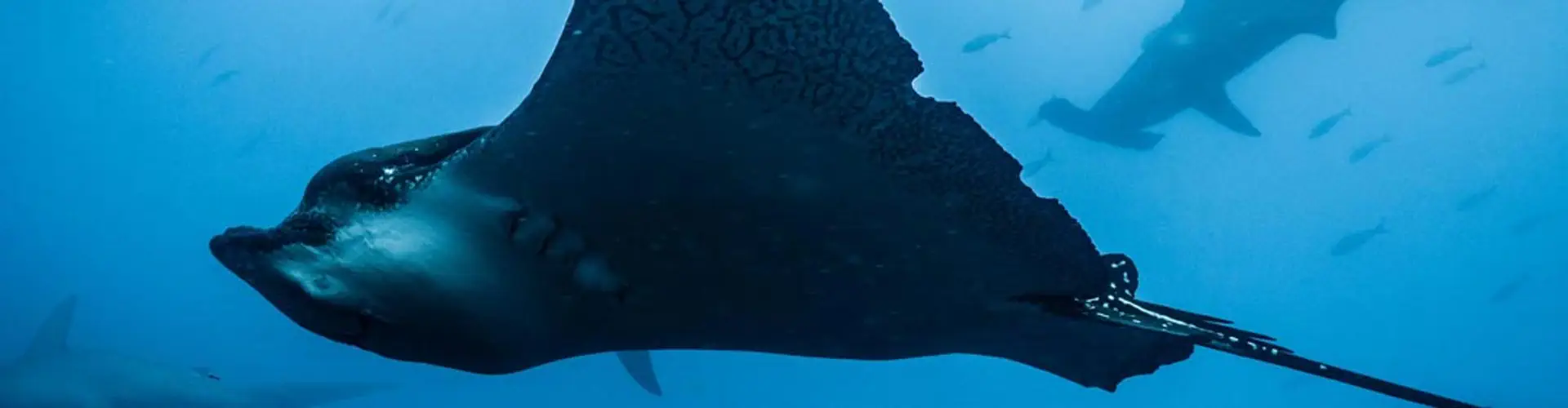 Dive Centre Ltd
