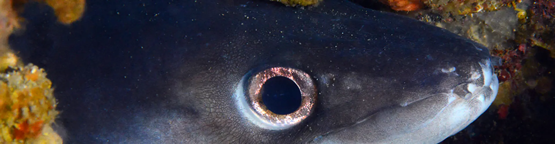 Blue Coast Diving