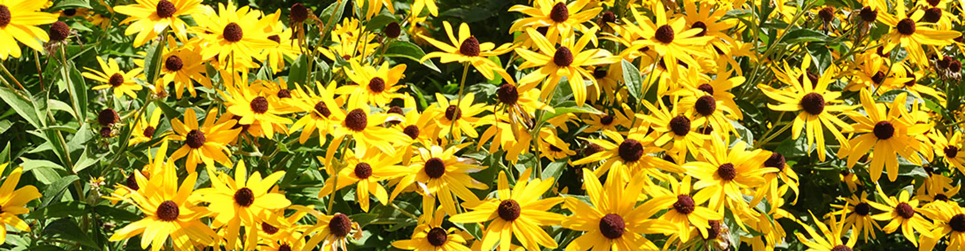 Richmond Hill's Healthy Yards Plant and Garden Sale