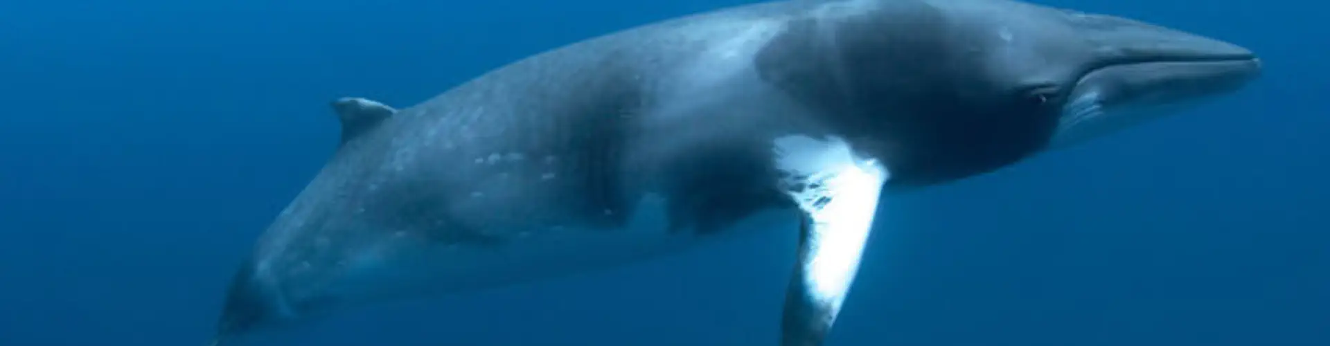 Swim with Minke Whales on the Great Barrier Reef