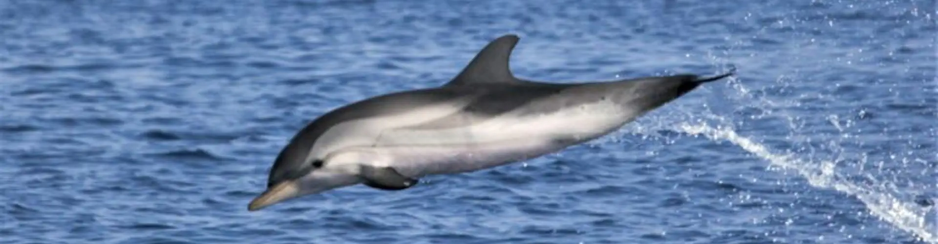 San Paulu - Bateau de Promenades en Mer - Sortie Dauphins - Pêche - Au Cap Corse