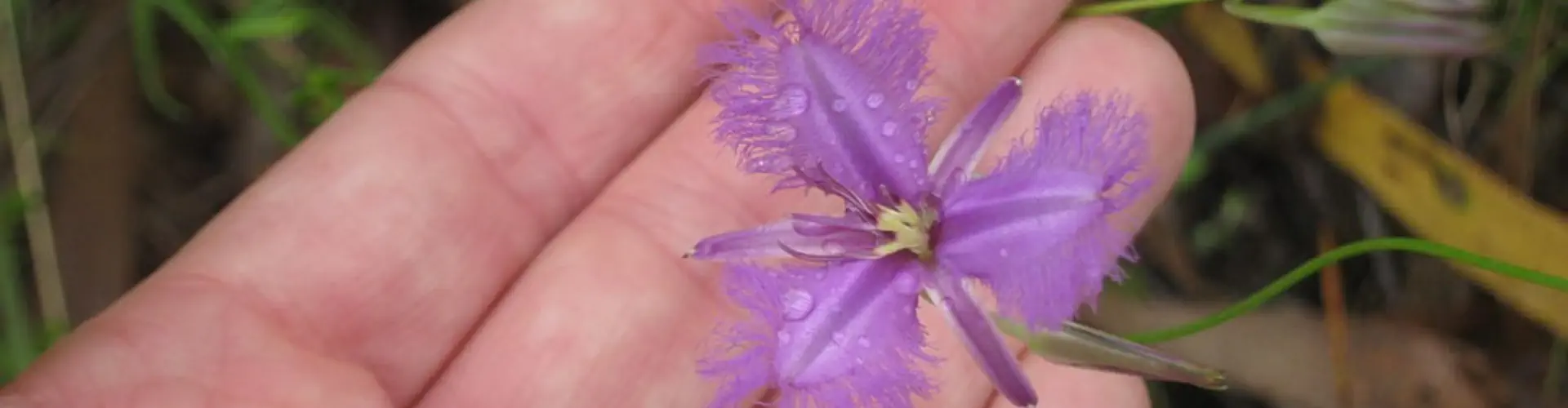 Natures Vibration Naturopath & Usui Reiki Trainer