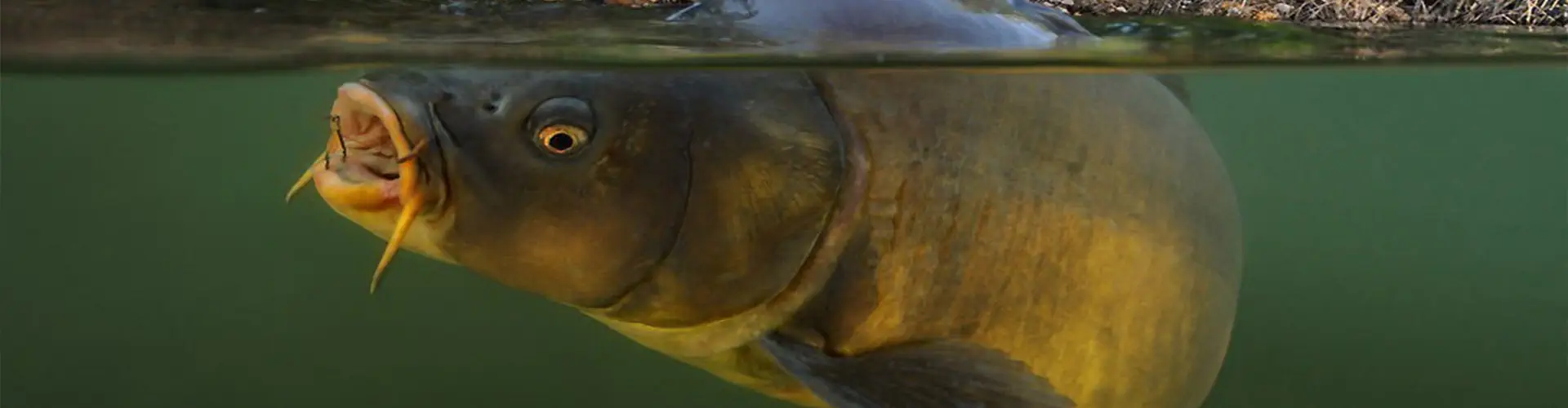 Carp Paradise