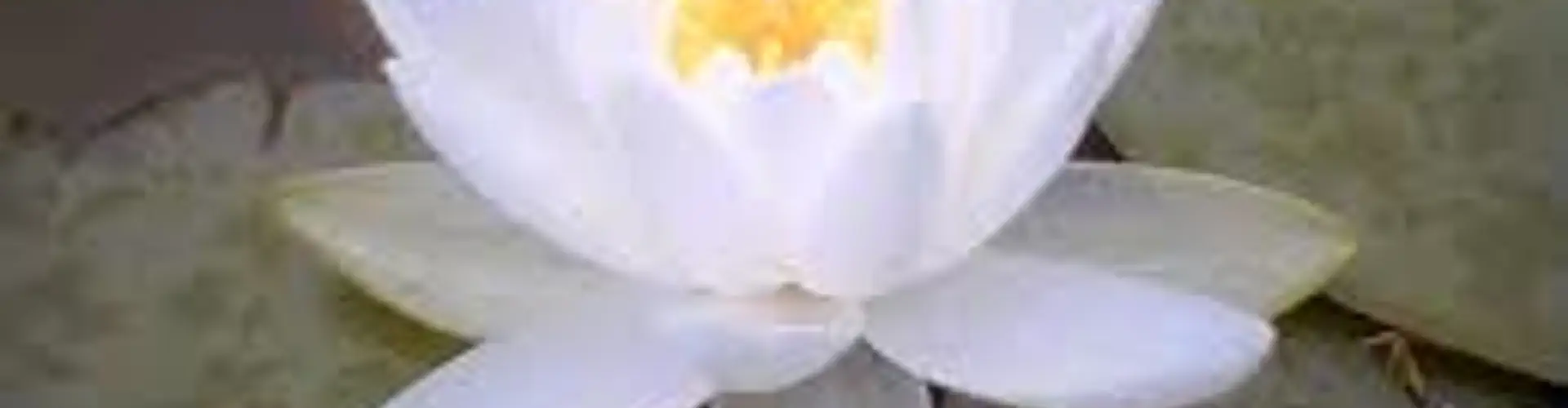 Yoga & Reiki
