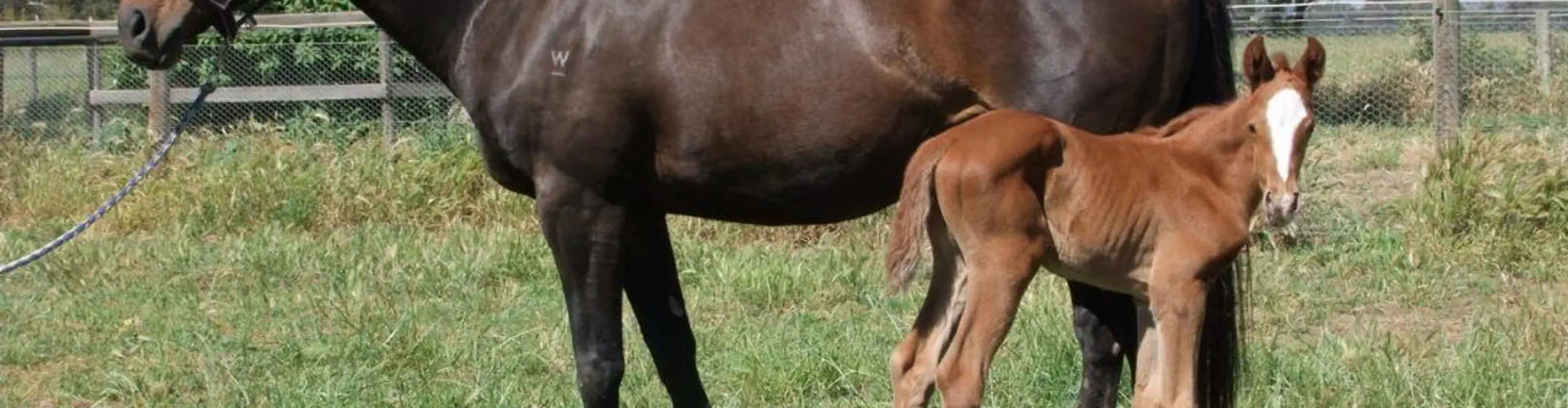 Hollylodge Thoroughbreds