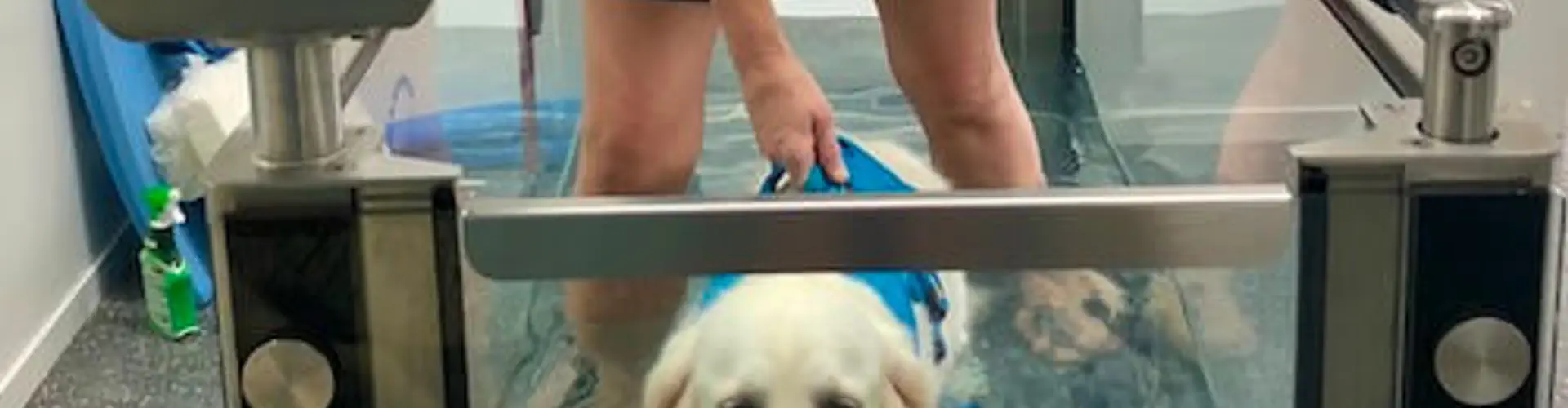 Hydrotherapy & Physiotherapy for Dogs on the Sunshine Coast