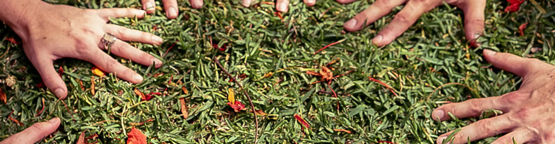 Amber Tree Yoga and Retreats