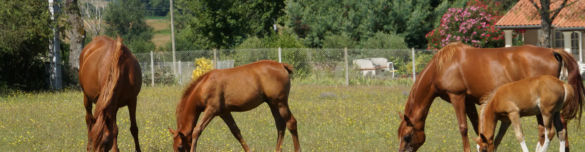 Breeding Du Vergnet