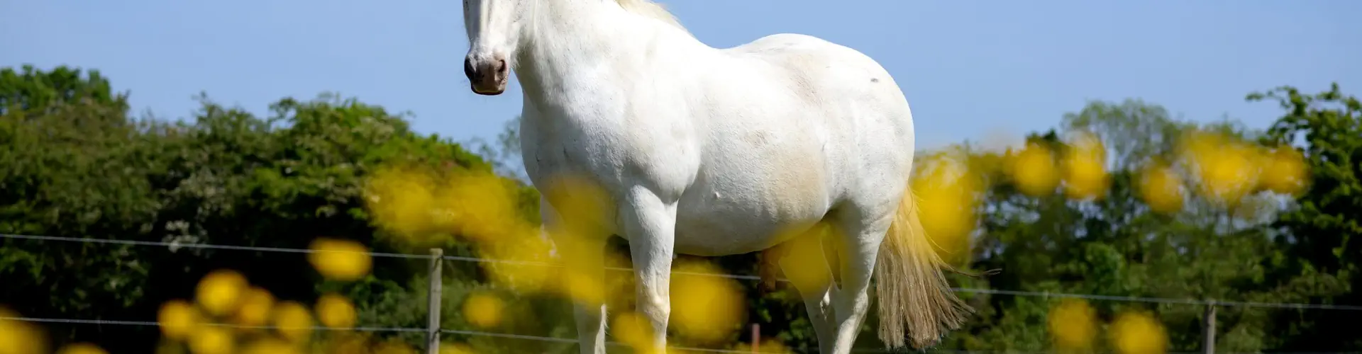 Balcultry Equestrian Centre