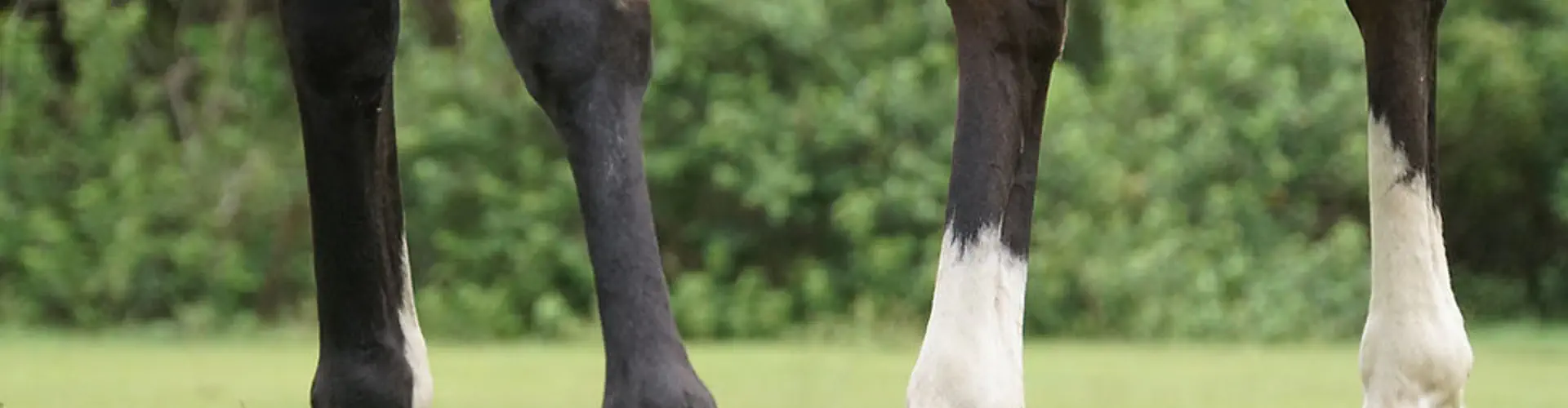 EquusTerra Therapeutic Horse Riding
