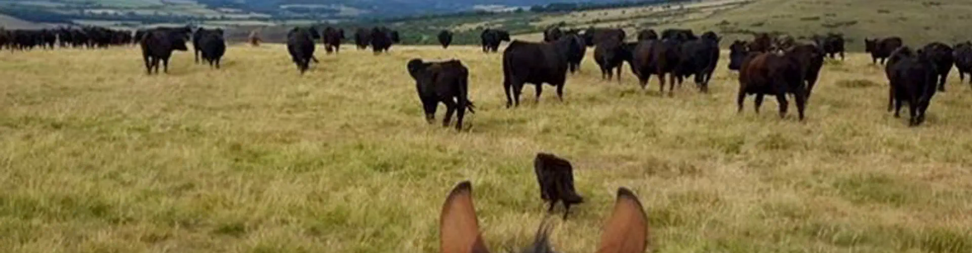 The Great Dartmoor Cattle Drives