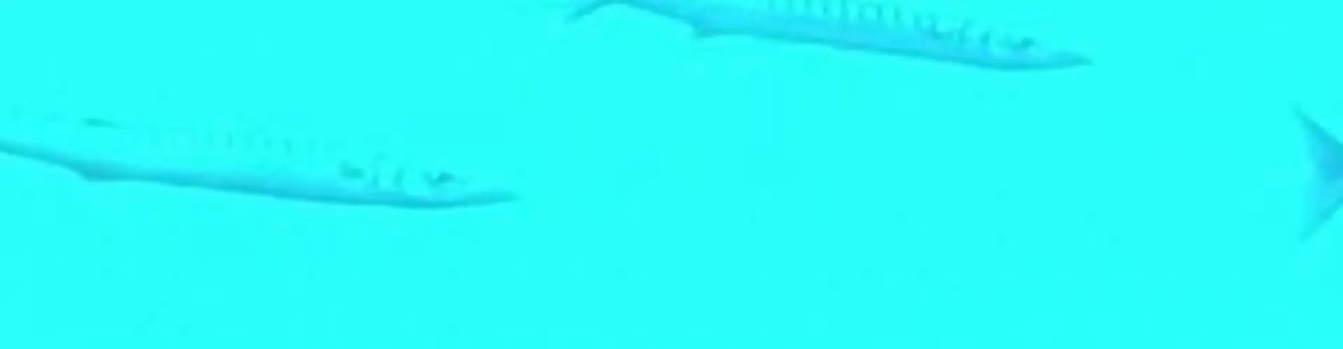 CSPSM Club stéphanois de plongée sous-marine