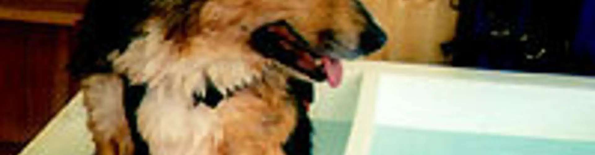 Nottingham Canine Hydrotherapy Centre