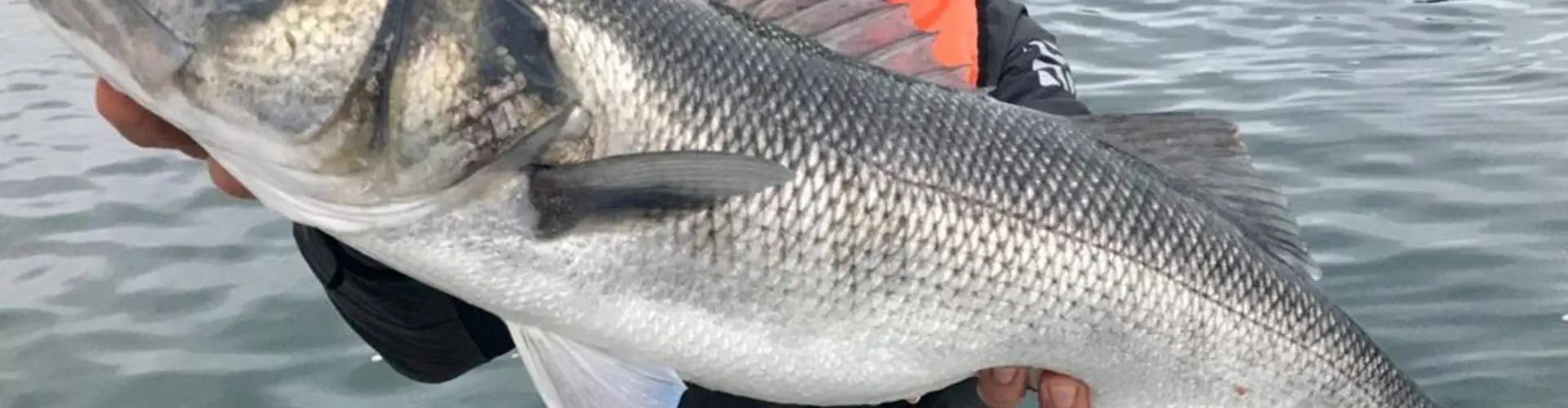 A Fun Fish, Moniteur guide de pêche en mer