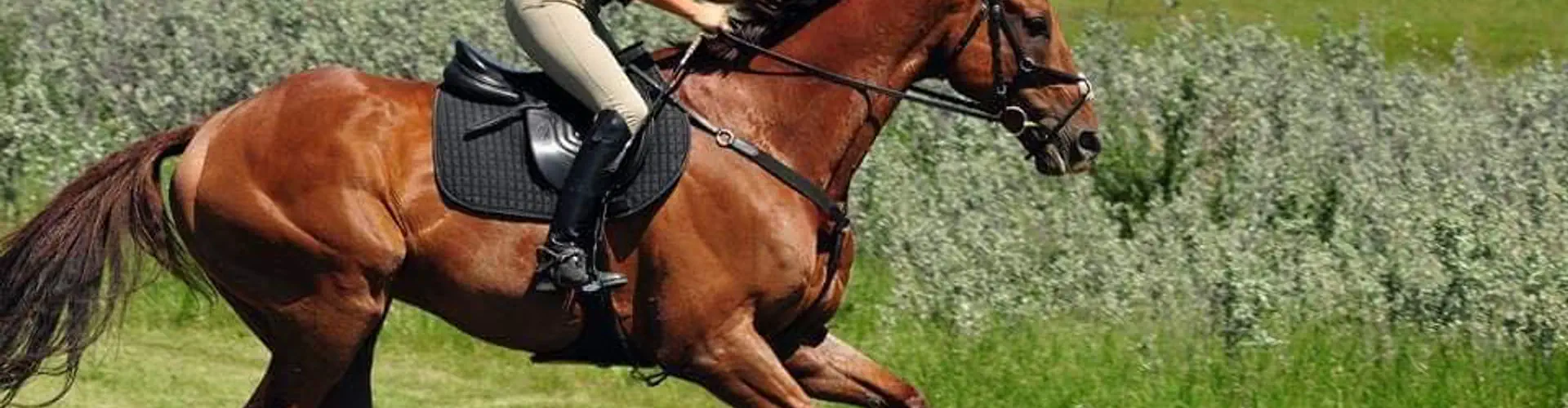 Squamish Valley Equestrian Association