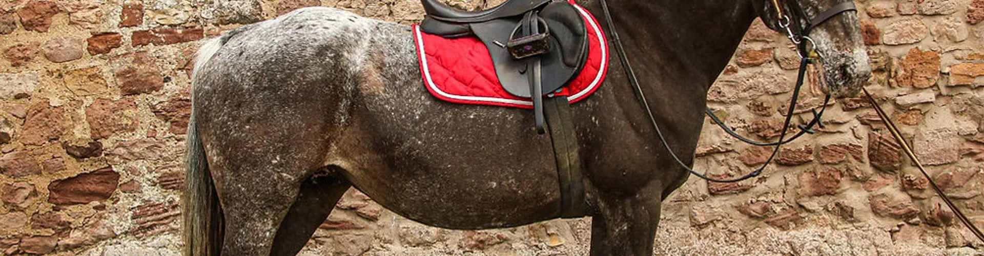 Castlemains Equestrian