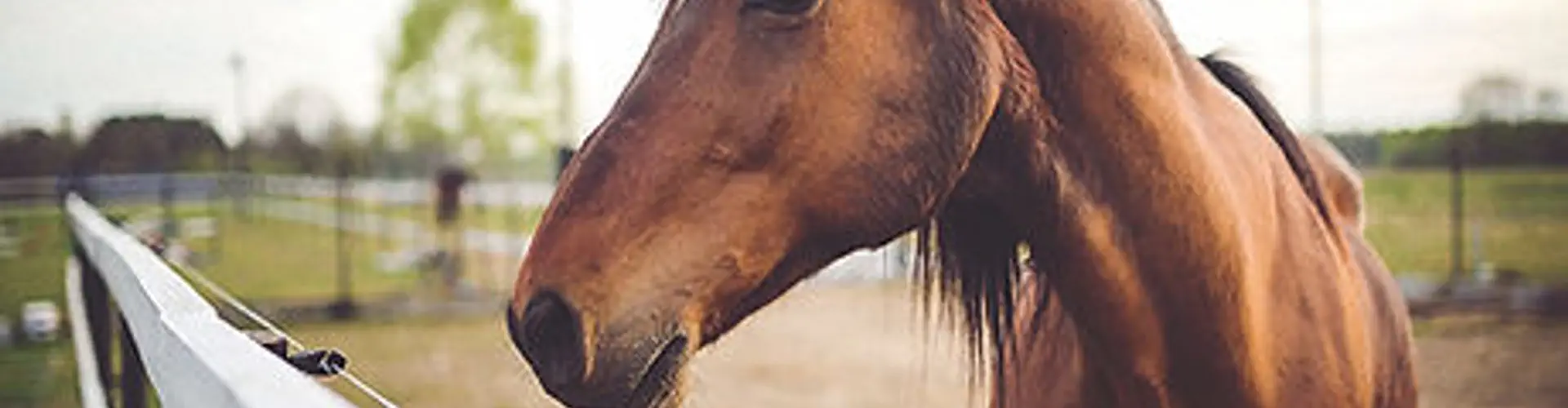 Sunshine Coast Equestrian Club