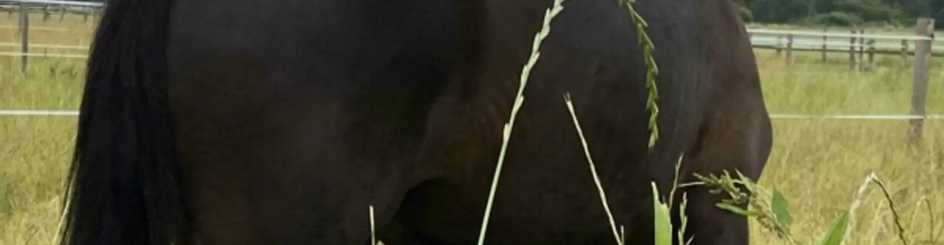 Domaine O'ahra - Phytothérapie Équine