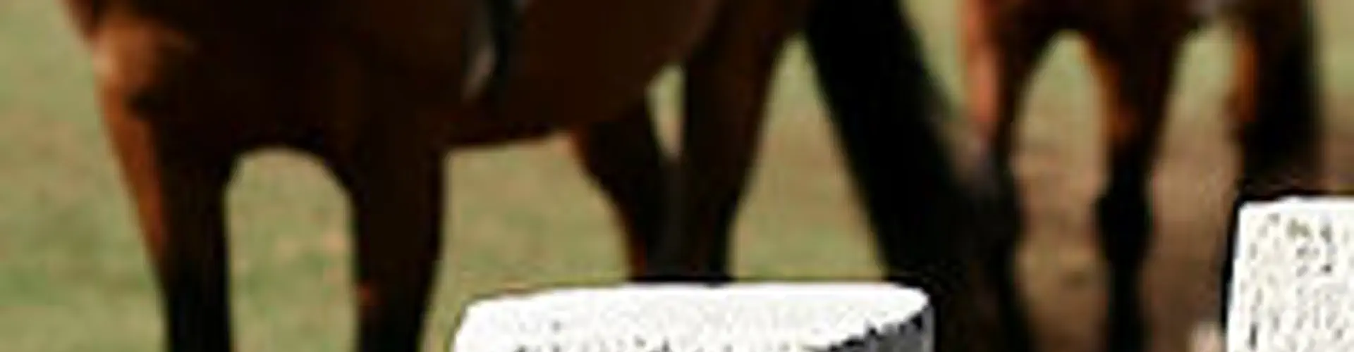 Mill House Equestrian Centre