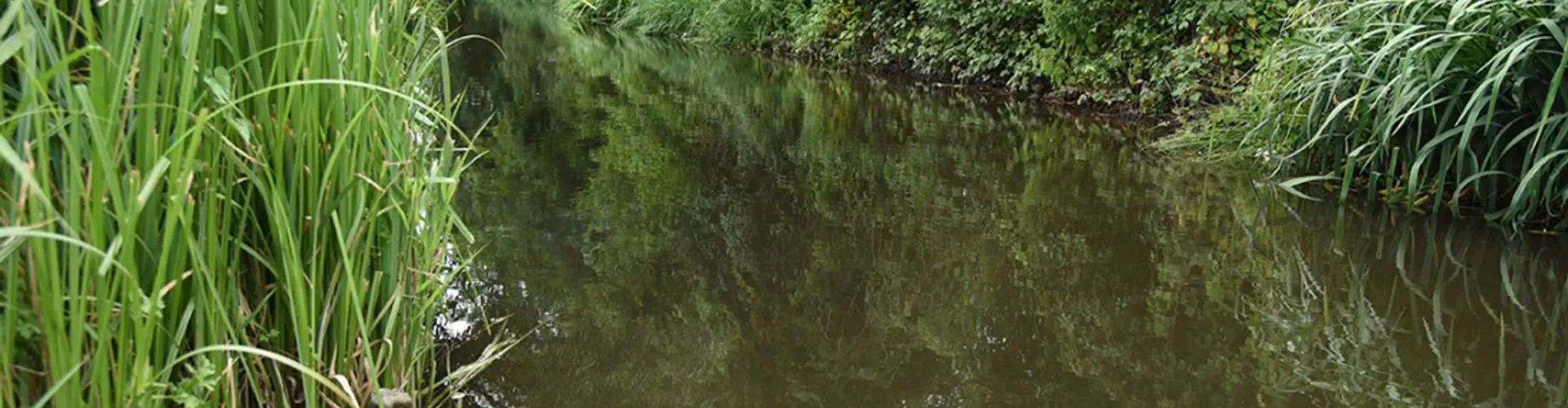 River Lea - Marford Farm Fishery (Verulam Angling Club)