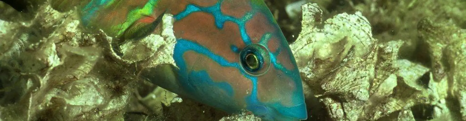 Narval