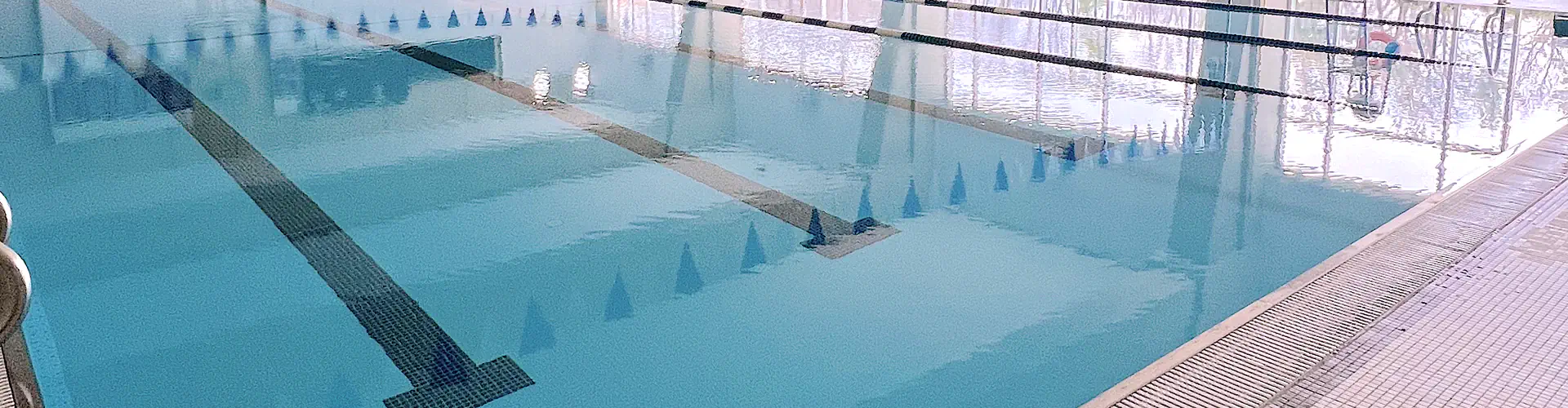Seal Swimming at West Scarborough