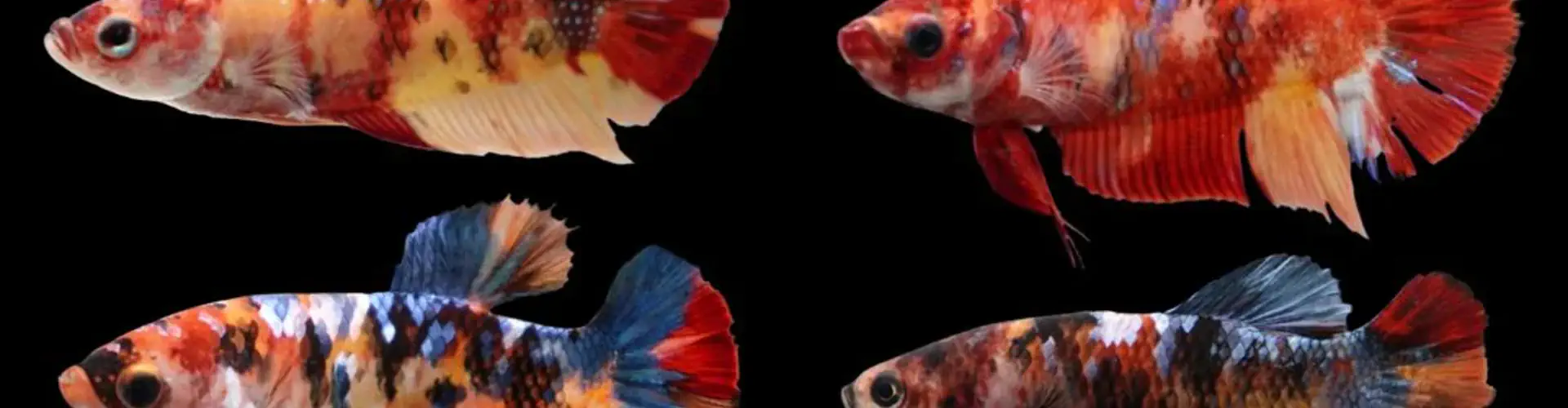 ALMA Aquatics Ltd
