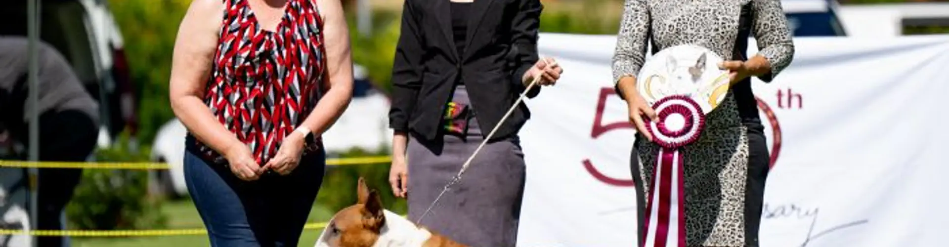 Bull Terrier Club of Western Australia Bully Walk