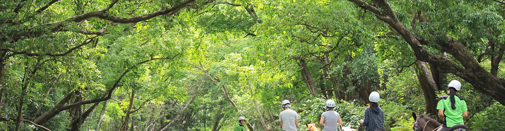 Mount N Ride Rainforest Horseback Tours Cairns