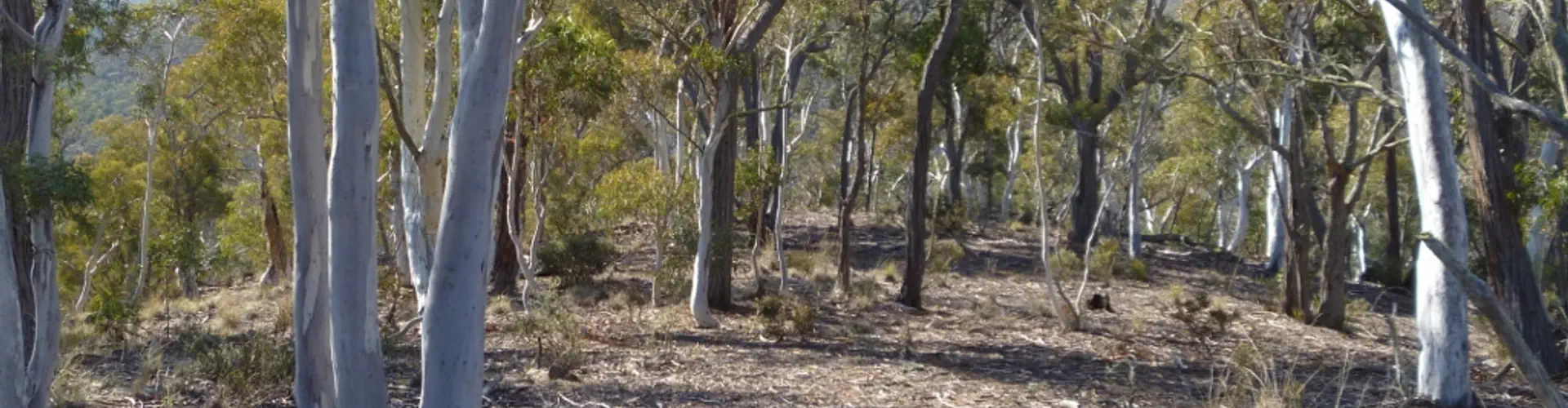 Kariong Trail Run