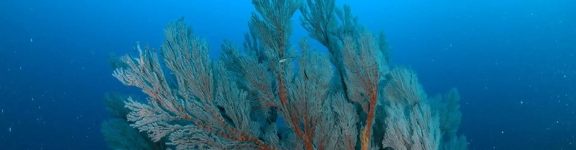 Rottnest Double Dive