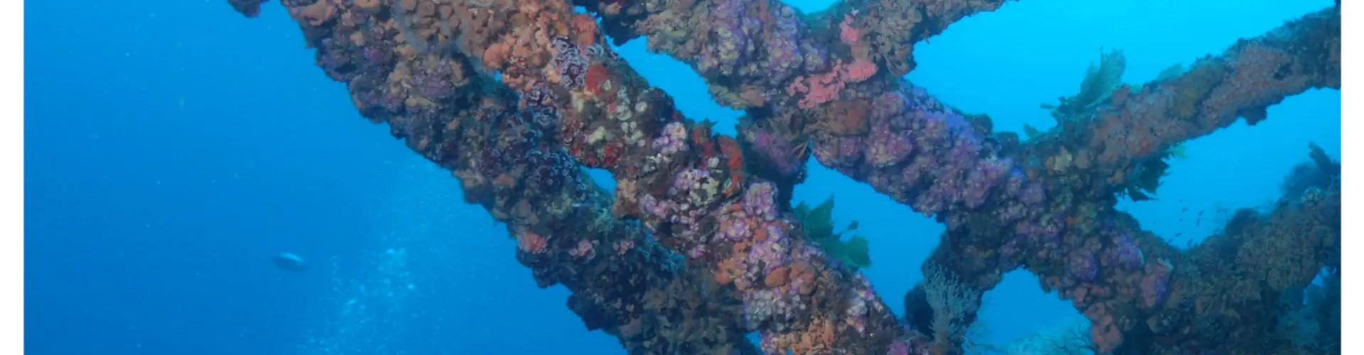Paihia Dive