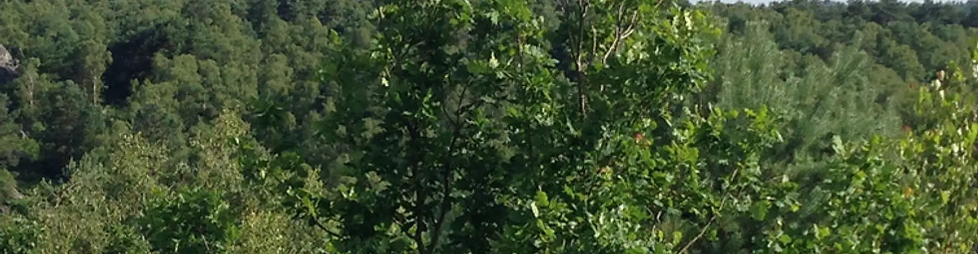 Climbfontainebleau