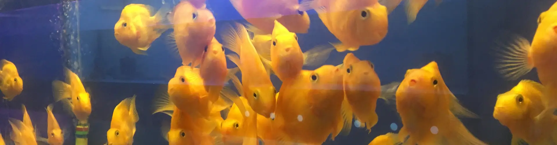 Rainbow Aquarium