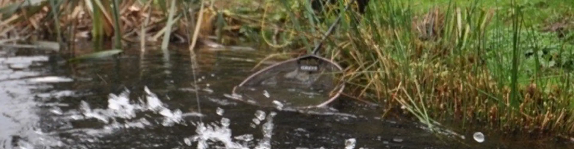 DG Fishing