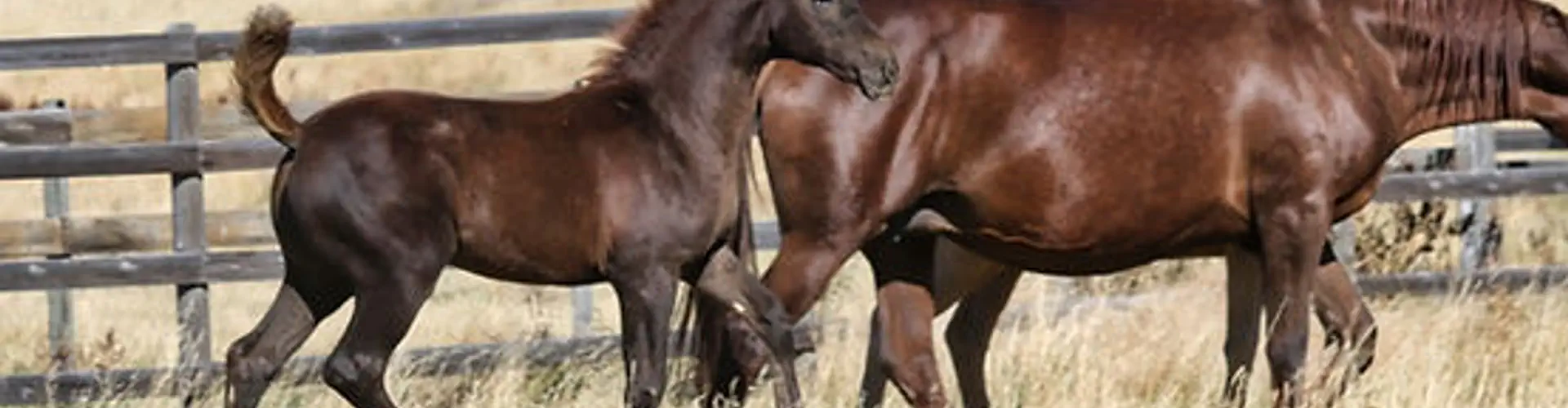 Country Haven Stables