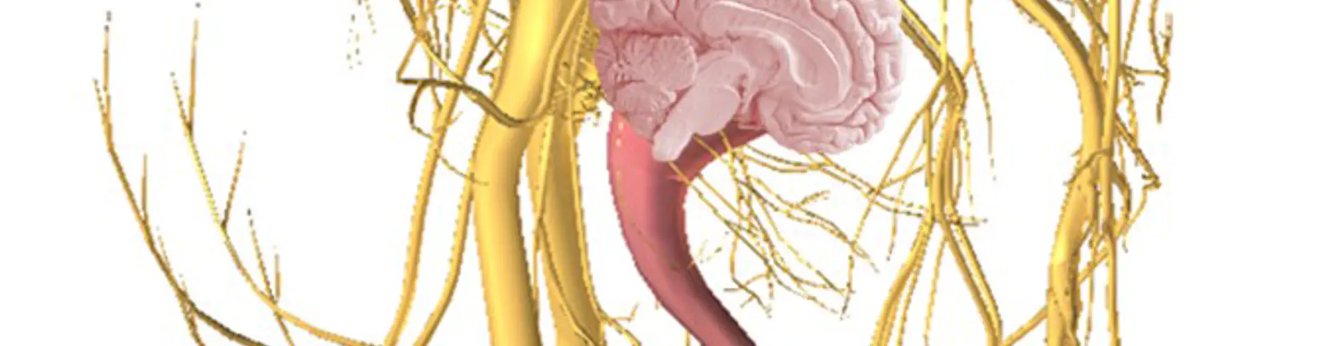 Cerveau abdominal et Cerveau pelvien