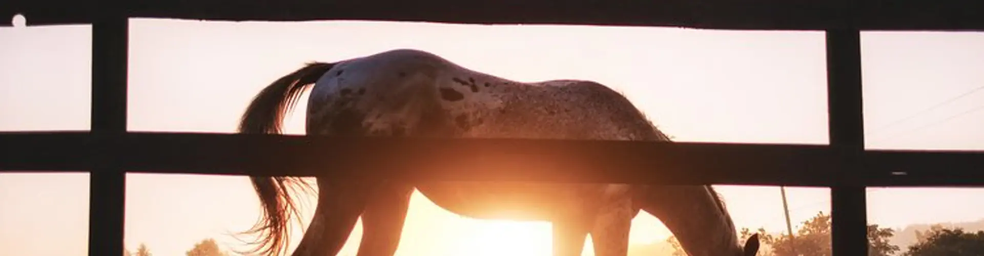 PAT PIGHIN'S INTERNATIONAL EQUESTRIAN CENTRE